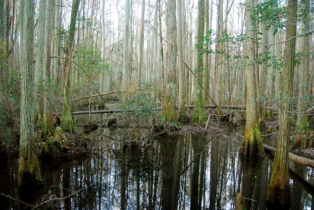 Palustrine wetland