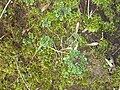 Cardamine hirsuta