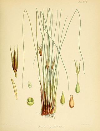 <i>Marsippospermum</i> Genus of grasses