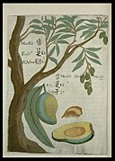 十七世纪波兰籍天主教耶稣会来华传教士卜弥格著作《Flora Sinensis》中描繪的“蠻果”