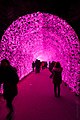 A floral tunnel illuminated at night (2014)