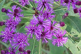 Western ironweed