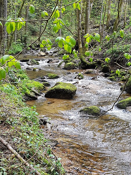 Fluss Lauterbach (Schwarzwald)