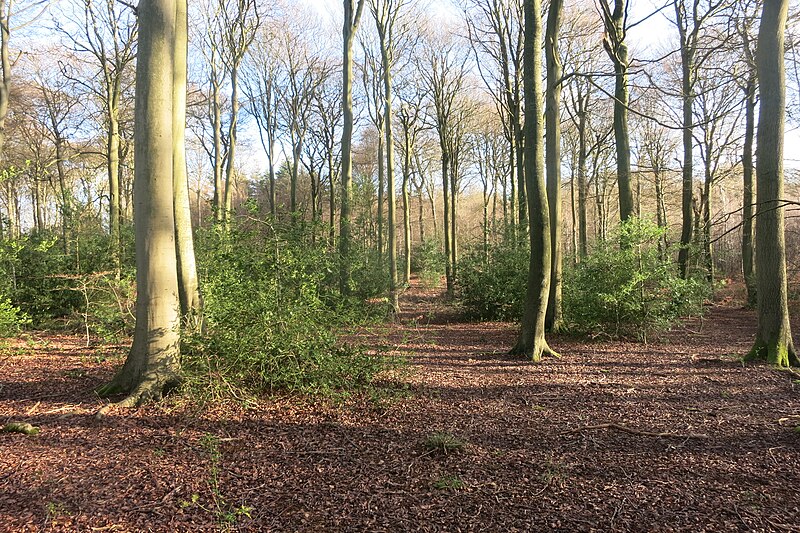 File:Footpath in Keepershill Wood - geograph.org.uk - 4780823.jpg