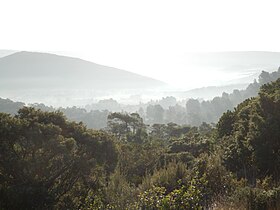 Fontfroide Forest makalesinin açıklayıcı görüntüsü