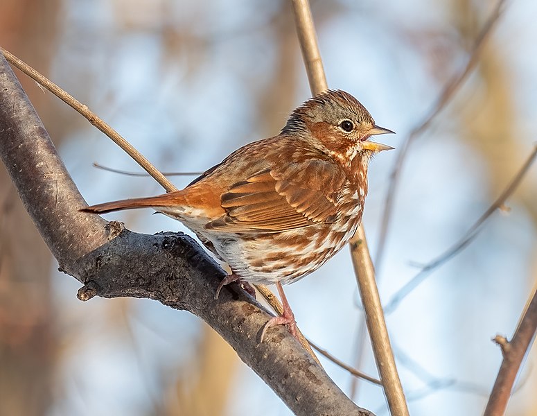 File:Fox sparrow in Central Park (11050).jpg