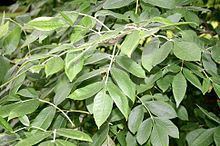 Fraxinus latifolia JPG1Fe.jpg