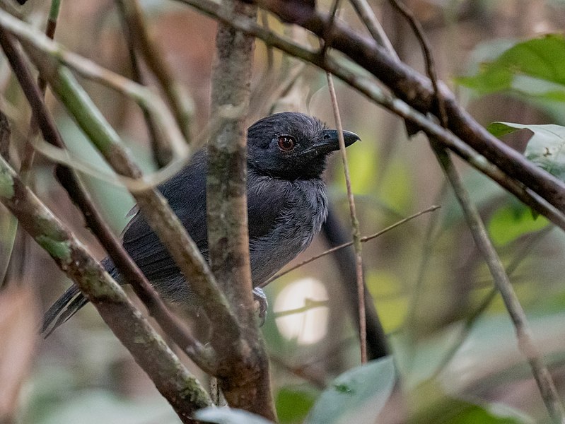 File:Frederickena viridis - Black-throated Antshrike (male); Ramal do Pau Rosa, Manaus, Amazonas, Brazil.jpg