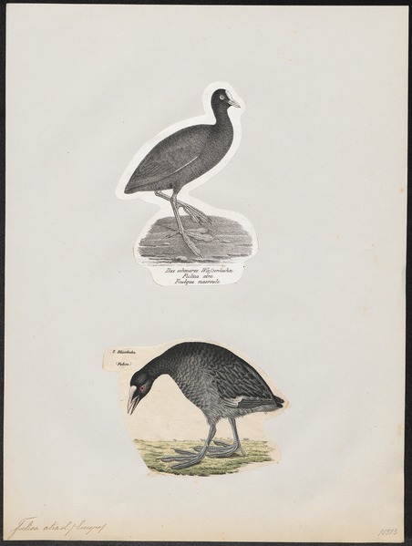 File:Fulica atra - 1700-1880 - Print - Iconographia Zoologica - Special Collections University of Amsterdam - UBA01 IZ17500223.tif