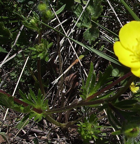 File:Fulles de Ranunculus arvensis.JPG