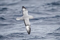 Fulmarus glacialoides in flight - SE Tasmania.jpg