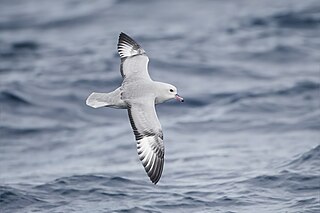 Eadie Island Important Bird Area in Antarctica