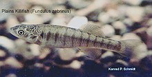 Fundulus zebrinus.jpg