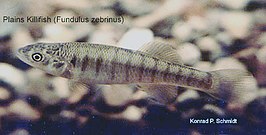 Fundulus zebrinus