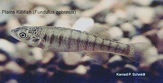 <i>Fundulus zebrinus</i> Species of fish