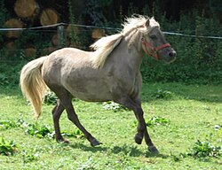 Classic-Pony-Stute