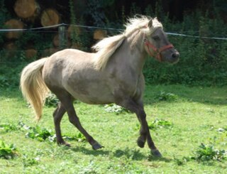 The German Classic Pony or German: Deutsches Classic-Pony is a modern German breed of riding pony. It derives from the traditional Shetland Pony of the Scottish Shetland Isles, but is principally influenced by the taller and more elegant American Shetland Pony.