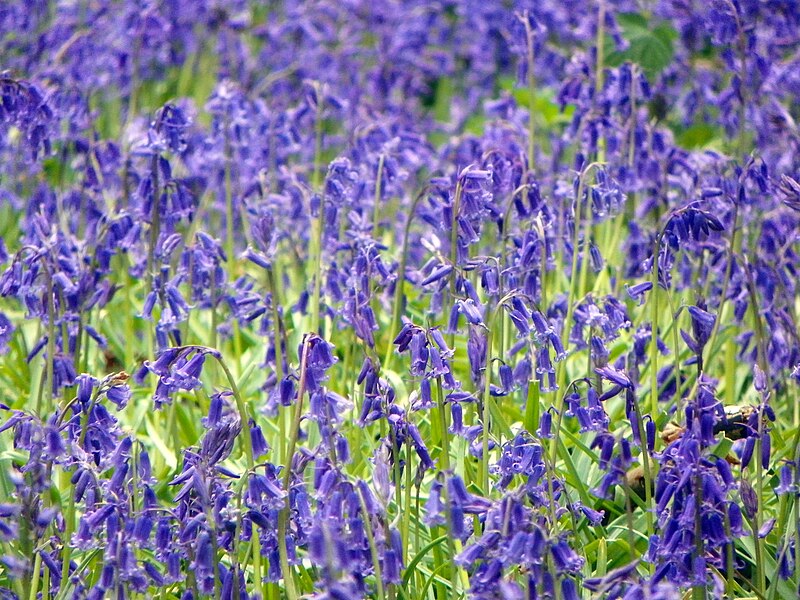 File:GOC St Paul's Walden 033 Bluebells (8744077994).jpg