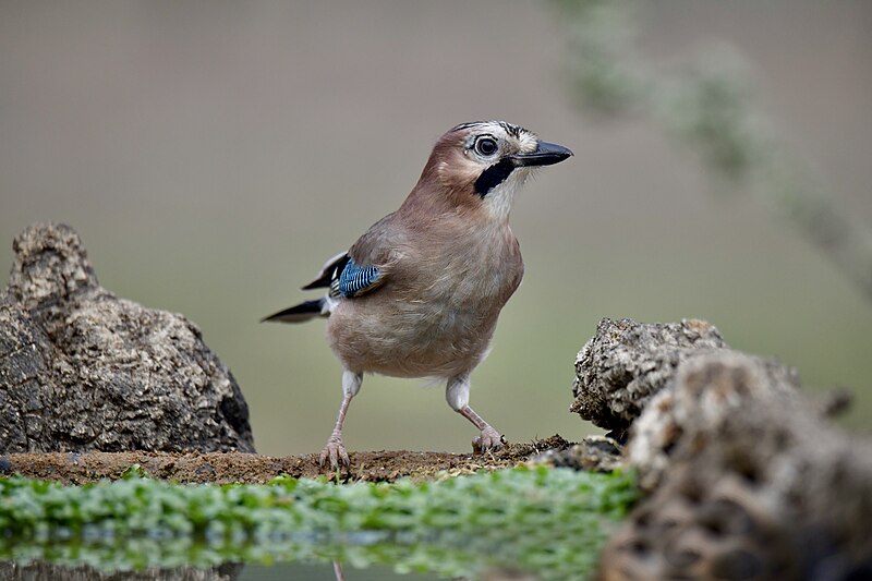 File:Gaio, Eurasian jay (53231067532).jpg