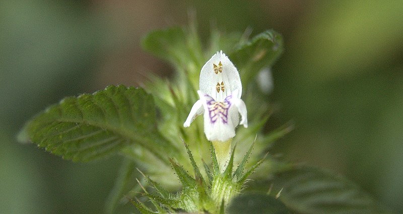 File:Galeopsis tetrahit august gothenburg sweden.jpg