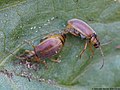 Galerucella tenella (Linnaeus, 1761)