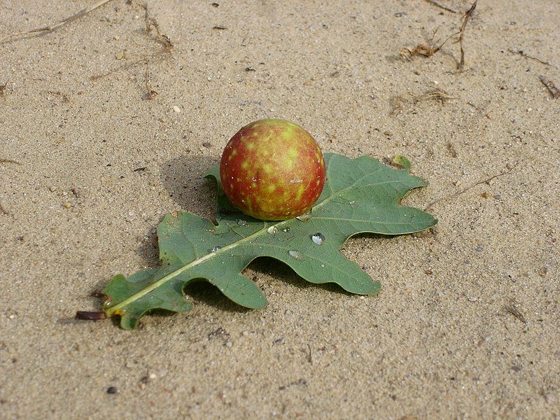 File:Gall on oak leaf 1.jpg