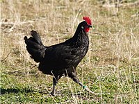 Gallina castellana negra.jpg