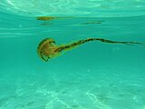 Medusa Bruna (Chrysaora Hysoscella) fotografata sul basso fondale di Lido Gandoli, in Marina di Leporano (Taranto)