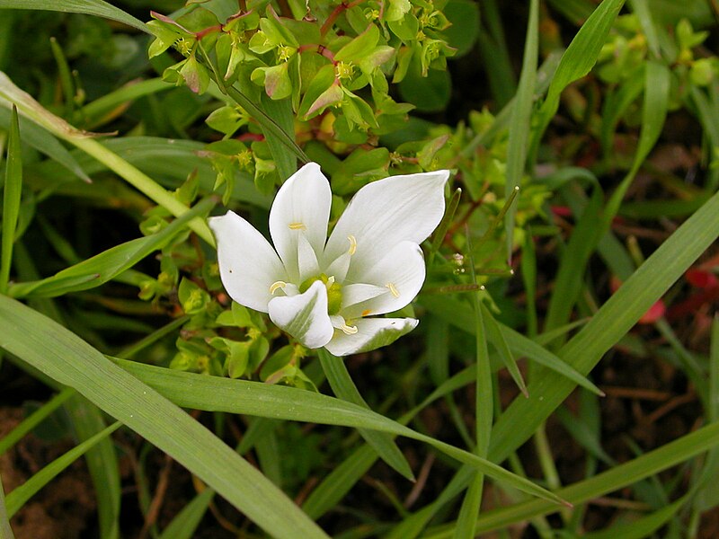 File:Garden flowers in Thouars 3.jpg