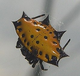 Gasteracantha cancriformis