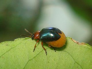 <i>Gastrophysa</i> Genus of beetles