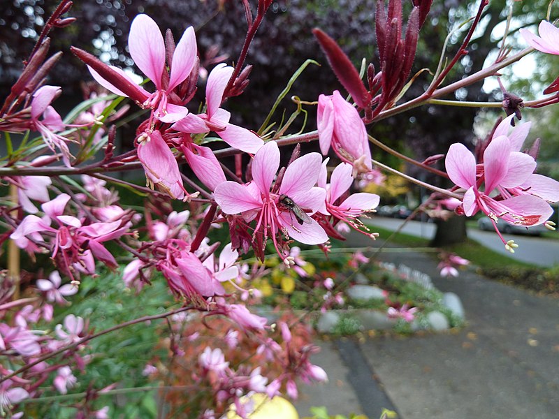 File:Gaura lindheimeri at Comox and Jervis, Vancouver.jpg