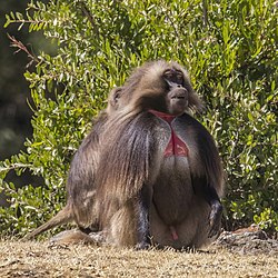 Gelada (Theropithecus gelada gelada) male 2.jpg