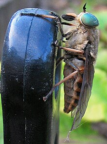 Femmina di Tabanus bromius.