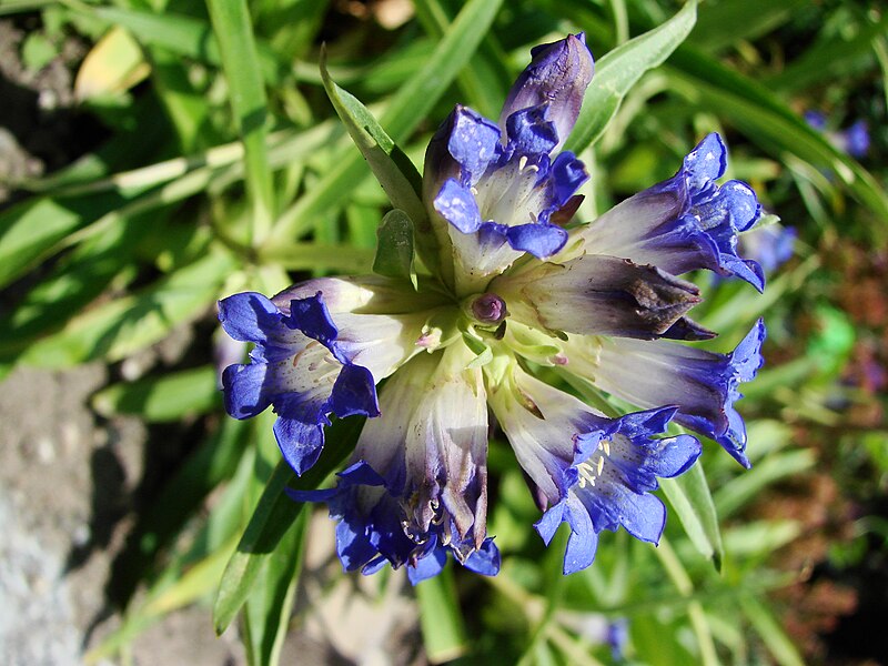 File:Gentiana burseri villarsii (BG Wroclaw)-2.JPG