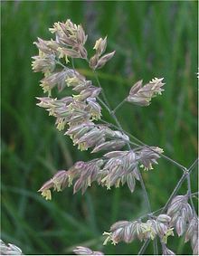 Mature flowers Gestreepte witbol bloei Holcus lanatus.jpg