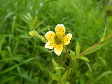 Geum aleppicum CaledonJun2017.jpg