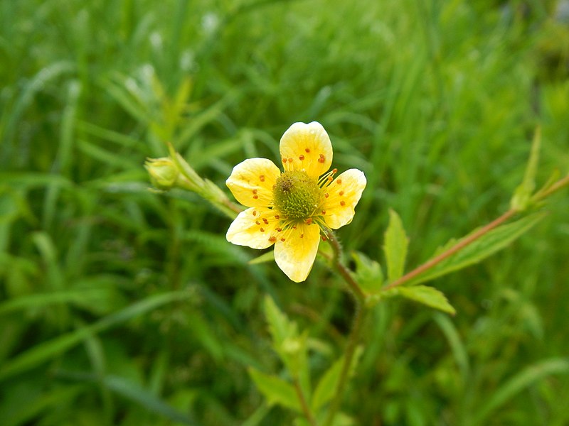 File:Geum aleppicum CaledonJun2017.jpg