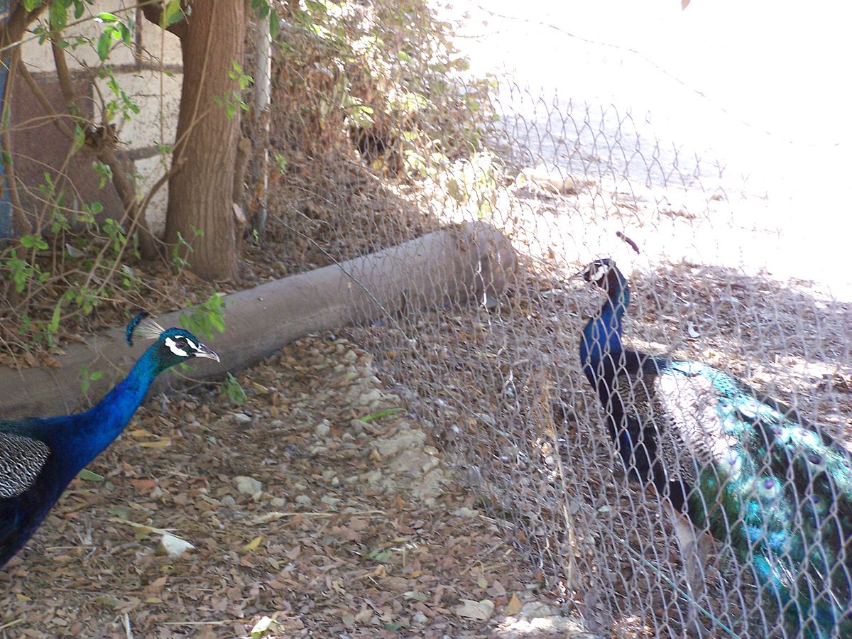 File:Ghi, pettingzoo (escaped peacock - not school pecock!).jpg - Wikimedia  Commons