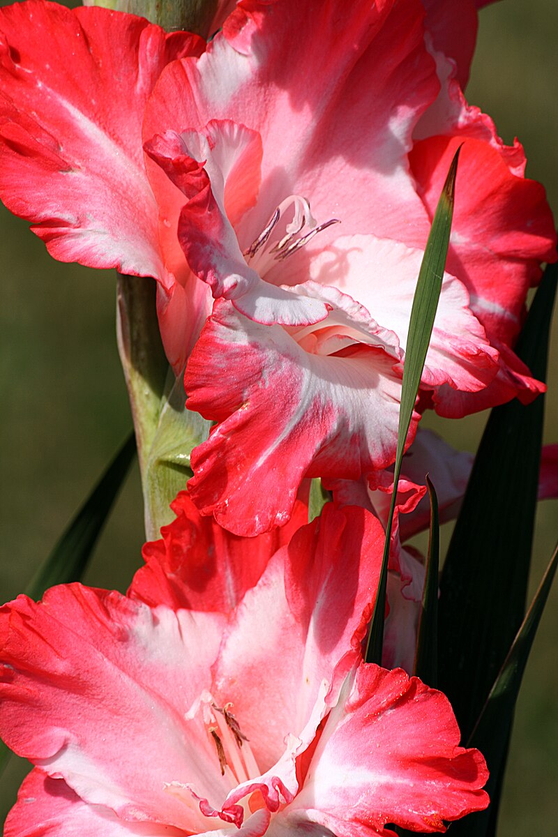 Gladiolus IMG 6614.JPG