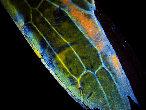 A close-up of the wing of a leafhopper; the wing is composed of chitin.