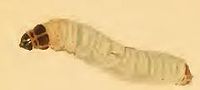 Larva Glyphipteryx haworthana larva.JPG