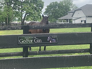 <span class="mw-page-title-main">Go for Gin</span> American-bred Thoroughbred racehorse