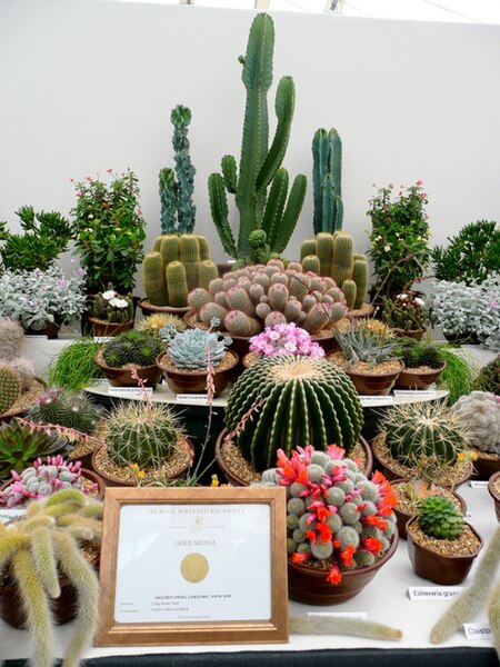 File:Gold medal cacti - geograph.org.uk - 1293774.jpg