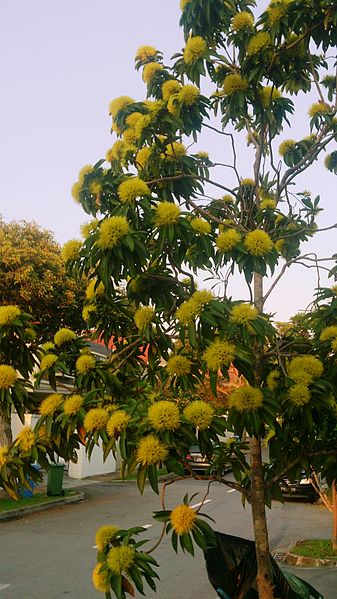 File:Golden Penda (Xanthostemon chrysanthus) 3.jpg