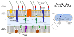 Gram negative cell wall.svg