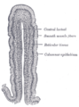 Corte vertical dunha vilosidade de intestino delgado de can. X 80. (O epitelio columnar simple está sinalado á dereita, o terceiro desde a parte de arriba.)