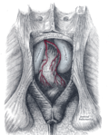 Miniatura para Músculo puborrectal