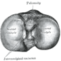 Thumbnail for Intercondylar area