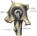 Вигляд лівого кульшового суглоба ззаду, шляхом видалення Acetabulum (В центрі видно живлячу зв'язку головки та шийки стегна).
